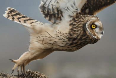 The Role of Owl Legs