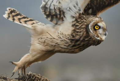 The Role of Owl Legs 