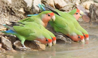 Popular Breeds and Varieties