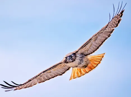 Hawks Hunting Time