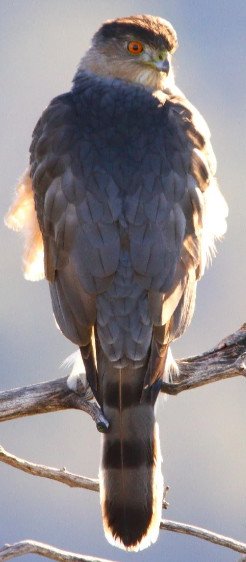 Hunting Techniques of Hawks
