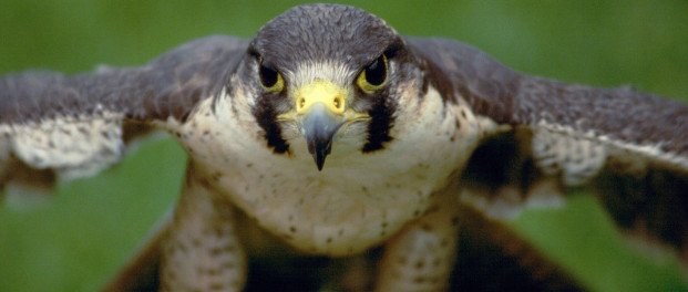 Types of Prey Hawks Hunt?