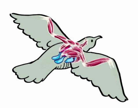  How Birds' Wings Work