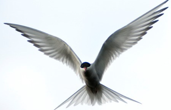 The Role of Wings in Birds Flight 