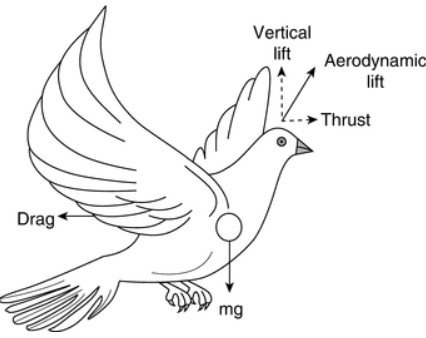 Adaptations for Flying in Wet Conditions