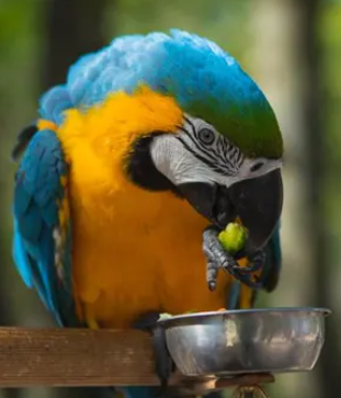 Can Parrots Eat Almonds