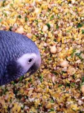 Alternatives to Almonds for Parrots