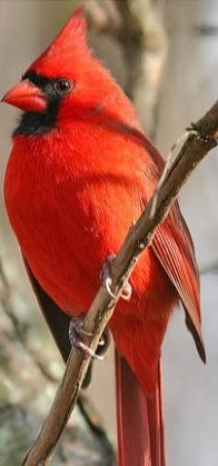 Northern Cardinal 