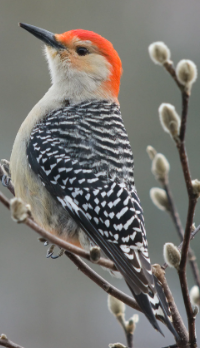 Red Bellied Woodpecker 