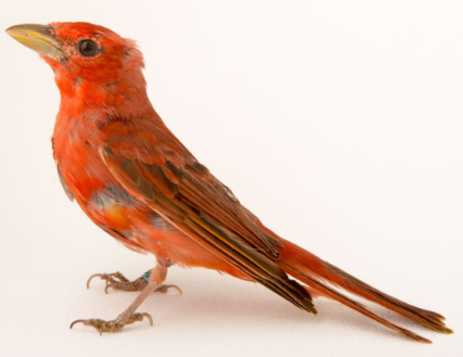 Summer Tanager 