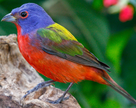 Painted Bunting 