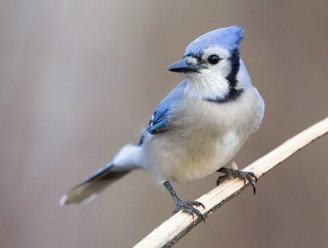 Blue Jay