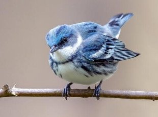 Cerulean Warbler 
