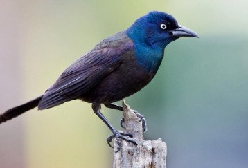 Common Grackle