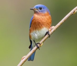 Eastern Bluebird 