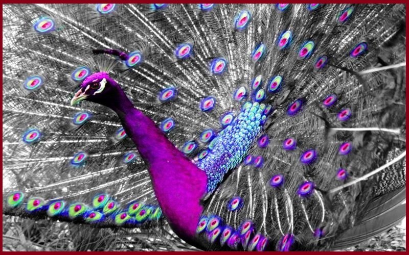 World Of Purple Peacock