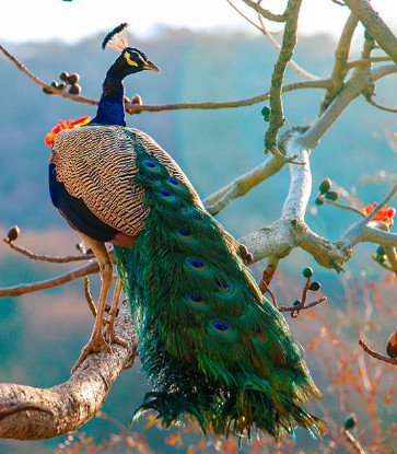Peacock in The Wild