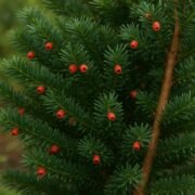 japanese yew