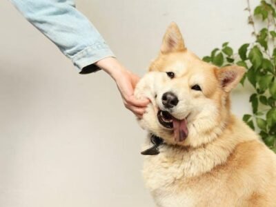 pets-can-improve-your-mental-health-heres-how-1