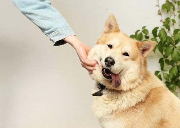 pets-can-improve-your-mental-health-heres-how-1